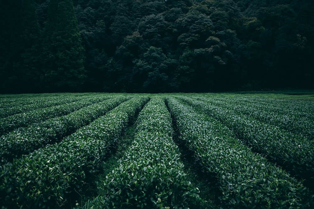 喝茶的感悟短句 品茶的经典文案